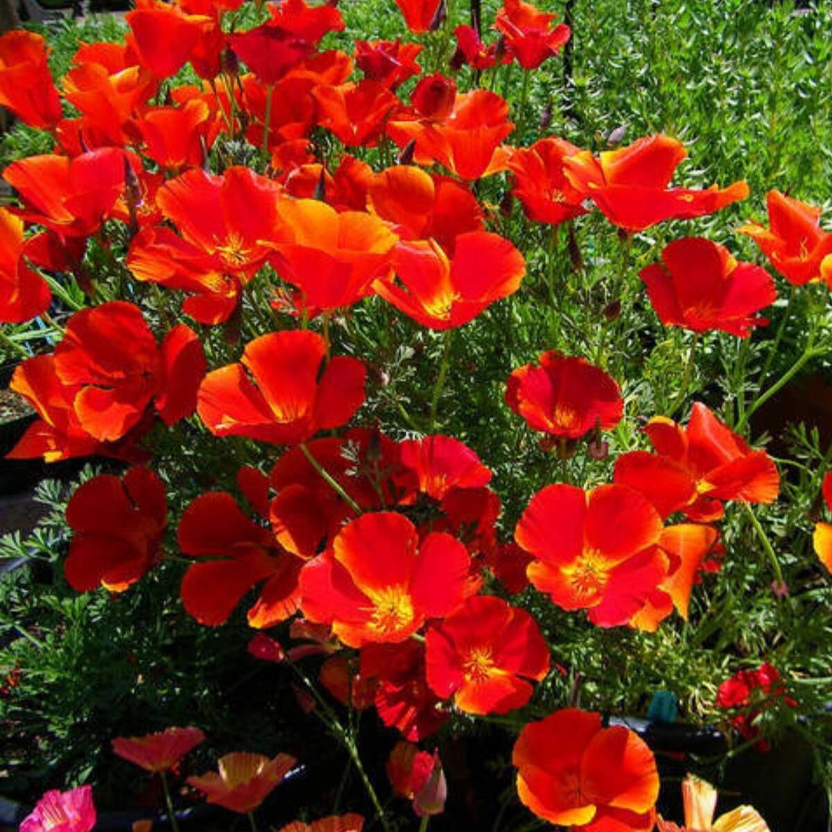 Californian Poppy- Red Chief
